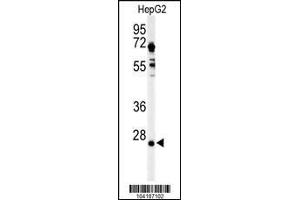 Western blot analysis of UCHL3 in HepG2 cell line lysates (35ug/lane) (UCHL3 antibody  (C-Term))