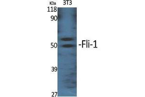 Western Blot (WB) analysis of specific cells using Fli-1 Polyclonal Antibody. (FLI1 antibody  (Internal Region))