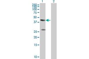 Western Blot analysis of CKM expression in transfected 293T cell line by CKM MaxPab polyclonal antibody.