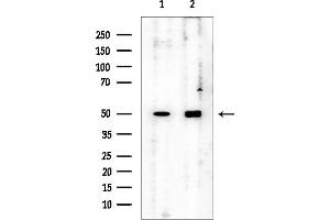 anti-Kaptin (Actin Binding Protein) (KPTN) (Internal Region) antibody