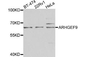 Western blot analysis of extracts of various cells, using ARHGEF9 antibody. (Arhgef9 antibody)