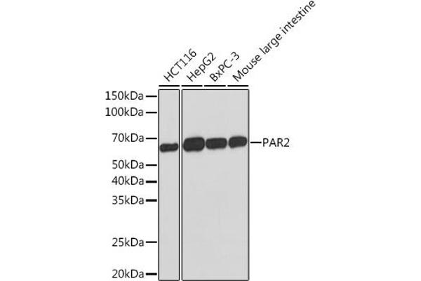 F2RL1 anticorps