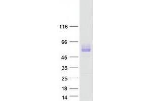 Western Blotting (WB) image for Signal-Regulatory Protein beta 1 (SIRPB1) (Transcript Variant 3) protein (Myc-DYKDDDDK Tag) (ABIN2732051)