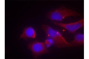 Immunofluorescence staining of methanol-fixed HeLa cells using Phospho-GRIN2B-Y1474 antibody (ABIN2988034). (GRIN2B antibody  (pTyr1474))
