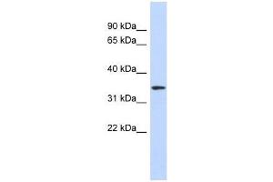 Western Blot showing OR13C5 antibody used at a concentration of 1-2 ug/ml to detect its target protein. (OR13C5 antibody  (N-Term))