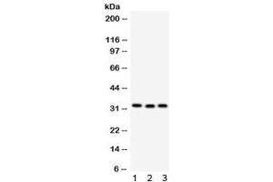 Western blot testing of 1) rat liver, 2) mouse spleen and 3) human MCF7 lysate with C1QBP antibody. (C1QBP antibody)