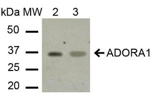 ADORA1 Antikörper  (C-Term) (Atto 390)