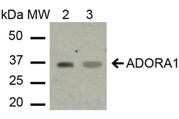 ADORA1 Antikörper  (C-Term) (Atto 390)