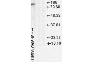 Western Blot analysis of Rat cell lysates showing detection of Hsp90 protein using Mouse Anti-Hsp90 Monoclonal Antibody, Clone D7Alpha . (HSP90 antibody  (FITC))