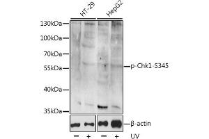 Western blot analysis of extracts of various cell lines, using Phospho-Chk1-S345 antibody (ABIN6135200, ABIN6136042, ABIN6136043 and ABIN6225600). (CHEK1 antibody  (pSer345))