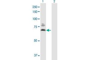 Western Blot analysis of DLAT expression in transfected 293T cell line by DLAT MaxPab polyclonal antibody. (DLAT antibody  (AA 1-647))