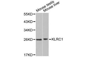 Western blot analysis of extracts of various cell lines, using KLRC1 antibody. (KLRC1 antibody)