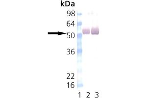 Western Blot Analysis of Calmodulin-Dependent Protein Kinase II: Lane 1: MWM, Lane 2: Mouse Brain, Lane 3: Rat Brain. (CAMK2A antibody)