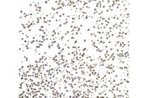 Immunocytochemistry (ICC) image for anti-CD19 Molecule (CD19) (AA 19-287) antibody (ABIN7455123) (Recombinant CD19 antibody  (AA 19-287))