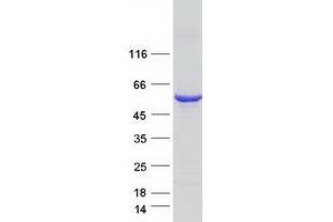 Validation with Western Blot (Septin 6 Protein (SEPT6) (Transcript Variant 3) (Myc-DYKDDDDK Tag))