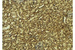 ABIN6276914 at 1/100 staining Mouse kidney tissue by IHC-P. (HCFC1 antibody  (N-Term))