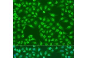 Immunofluorescence analysis of U2OS cells using COPS7A Polyclonal Antibody at dilution of 1:100.