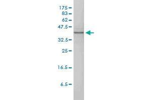Western Blotting (WB) image for anti-Mitogen-Activated Protein Kinase 13 (MAPK13) (AA 1-365) antibody (ABIN562419)