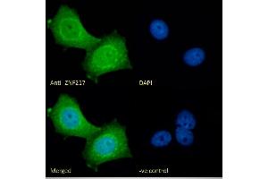 (ABIN185663) Immunofluorescence analysis of paraformaldehyde fixed MCF7 cells, permeabilized with 0.