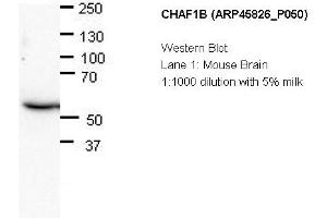 Image no. 2 for anti-Chromatin Assembly Factor 1, Subunit B (p60) (CHAF1B) (N-Term) antibody (ABIN2782376)