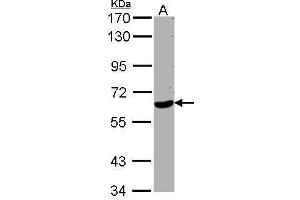 WDR1 antibody  (C-Term)