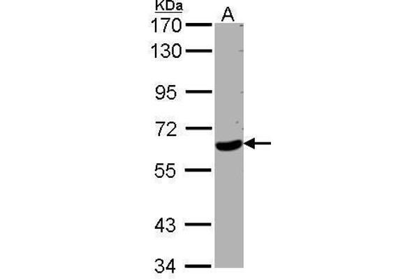 WDR1 antibody  (C-Term)