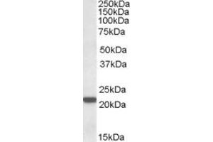 ABIN571001 (0. (PSMB8 antibody  (C-Term))