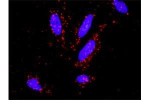 Proximity Ligation Analysis of protein-protein interactions between MAX and MSH2. (MSH2 antibody  (AA 835-934))