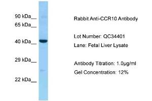Host: Rabbit Target Name: CCR10 Sample Type: Fetal Liver Antibody Dilution: 1. (CCR10 antibody  (Middle Region))