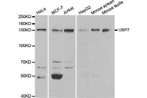 Western blot analysis of extracts of various cell lines, using USP7 antibody. (USP7 antibody  (AA 206-1102))