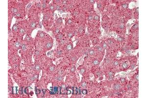 Figure. (Annexin IV antibody  (AA 165-260))