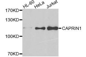 Western blot analysis of extracts of various cell lines, using CAPRIN1 antibody. (Caprin-1 antibody)