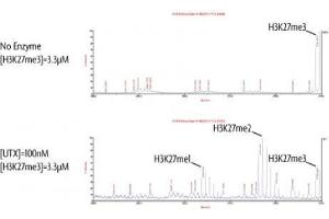 UTX / KDM6A activity assay. (KDM6A Protein (DYKDDDDK Tag))