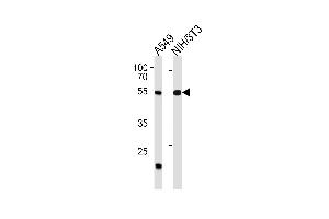 TBX4 Antibody (N-term) (ABIN1538939 and ABIN2850400) western blot analysis in A549,mouse NIH/3T3 cell line lysates (35 μg/lane). (TBX4 antibody  (N-Term))
