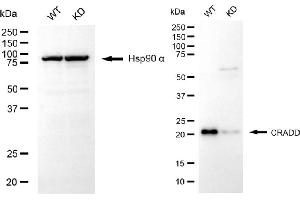 Western blotting analysis using CRADD antibody (ABIN7797885).