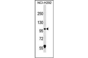 Western blot analysis of PION / GSAP (C-term) Antibody (C-term) in NCI-H292 cell line lysates (35ug/lane).