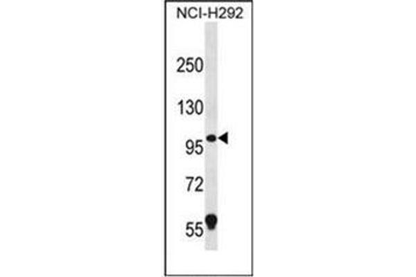 GSAP Antikörper  (C-Term)
