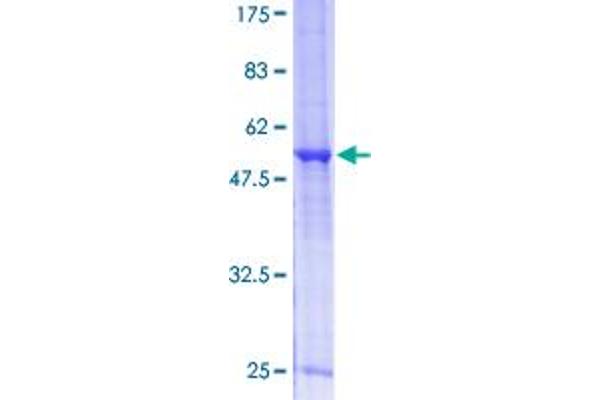 RPP30 Protein (AA 1-268) (GST tag)