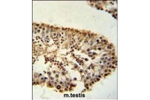 ERO1LB Antibody (C-term) (ABIN651411 and ABIN2840222) immunohistochemistry analysis in formalin fixed and paraffin embedded mouse testis tissue followed by peroxidase conjugation of the secondary antibody and DAB staining. (ERO1LB antibody  (C-Term))