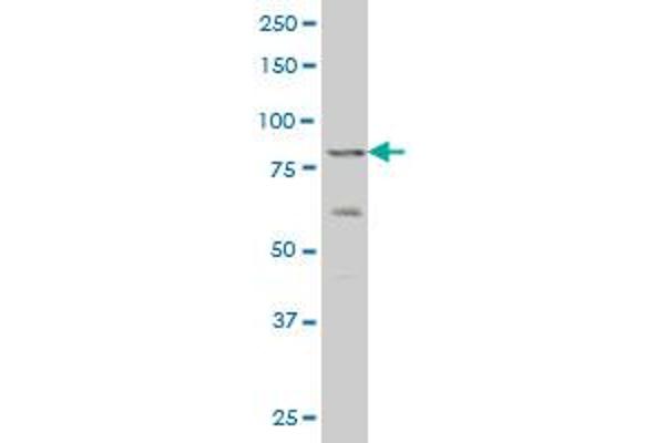 ZNF263 antibody  (AA 201-298)