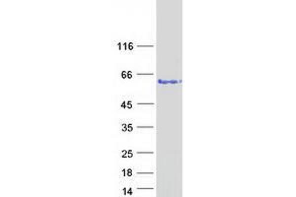 VPS72 Protein (Myc-DYKDDDDK Tag)