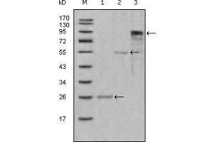 Western blot analysis using MPO mouse mAb against truncated Trx-MPO recombinant protein (1),truncated MBP-MPO (aa1-193) recombinant protein (2) and truncated MPO(aa165-745)-hIgGFc transfected CHO-K1 cell lysate(3).