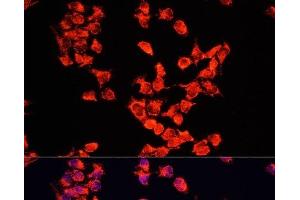 Immunofluorescence analysis of HeLa cells using FXR1 Polyclonal Antibody at dilution of 1:100. (FXR1 antibody)