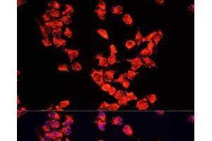 Immunofluorescence analysis of HeLa cells using FXR1 Polyclonal Antibody at dilution of 1:100.