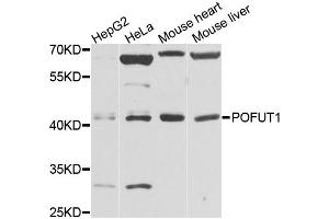 Western blot analysis of extracts of various cells, using POFUT1 antibody.