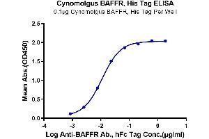 Immobilized Cynomolgus BAFFR, His Tag at 1 μg/mL (100 μL/Well) on plate. (TNFRSF13C Protein (AA 7-71) (His tag))