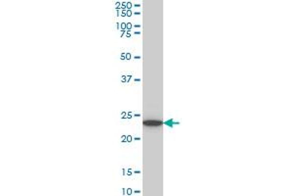 UCHL3 antibody  (AA 131-230)