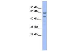 Image no. 1 for anti-Guanine Nucleotide Binding Protein-Like 3 (Nucleolar) (GNL3) (N-Term) antibody (ABIN6744326) (Nucleostemin antibody  (N-Term))