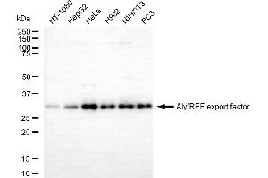 anti-THO Complex 4 (THOC4) antibody