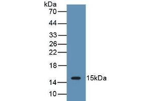 Detection of Recombinant IL15, Porcine using Polyclonal Antibody to Interleukin 15 (IL15) (IL-15 antibody  (AA 49-162))